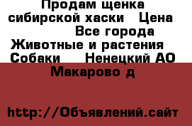 Продам щенка сибирской хаски › Цена ­ 8 000 - Все города Животные и растения » Собаки   . Ненецкий АО,Макарово д.